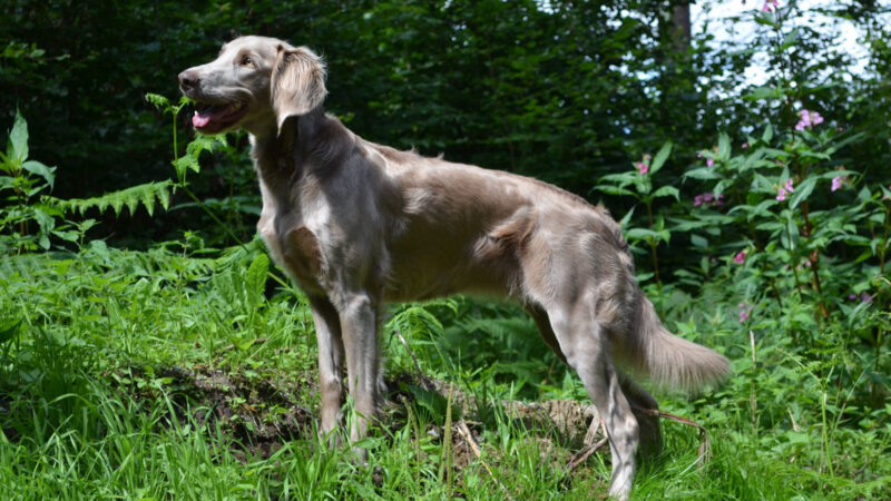 Elli vom Eichwäldchen