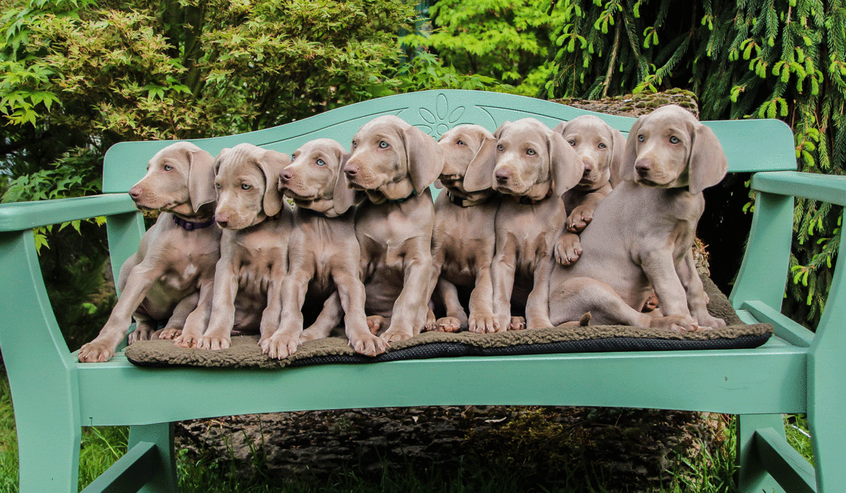 A-Wurf vom Himmelreich Weimaraner
