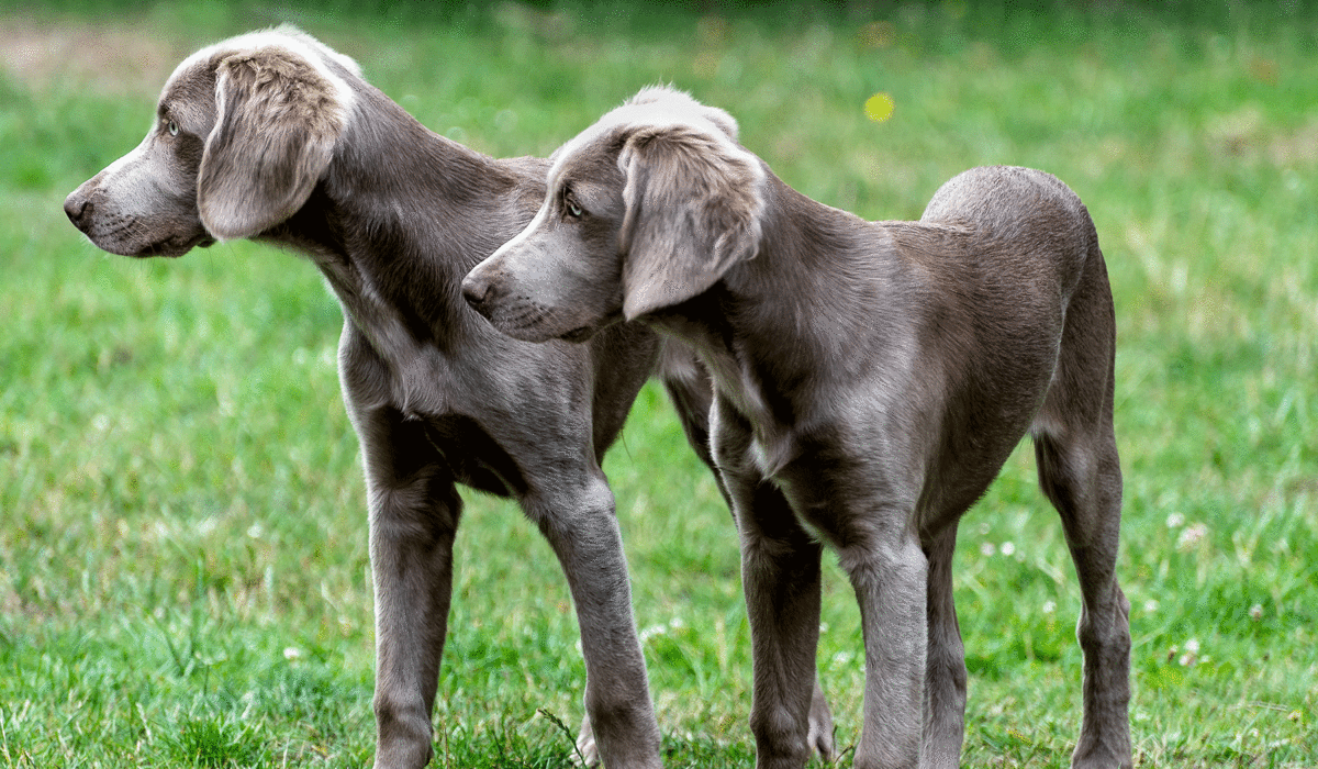 A`s vom Glaner Lande Weimaraner