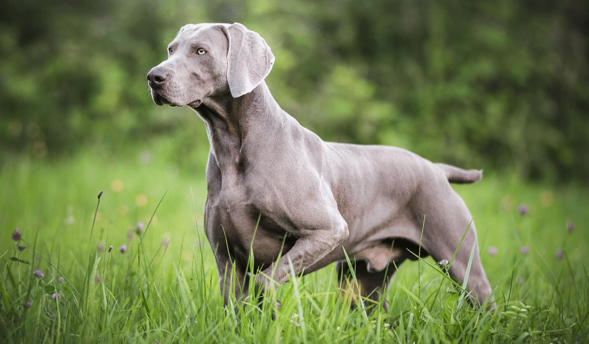 Arthos vom Dragonersgrund Weimaraner Kurzhaar