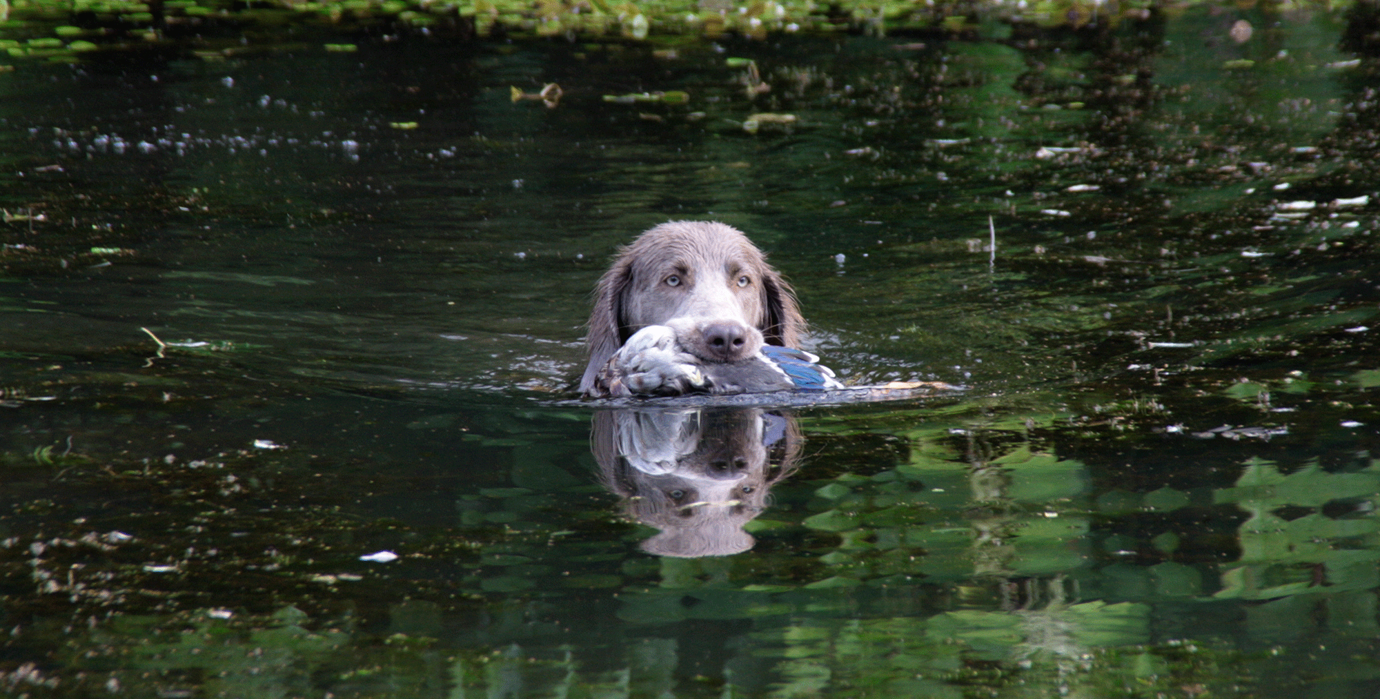 Darius vom Altmühltal Weimaraner Langhaar