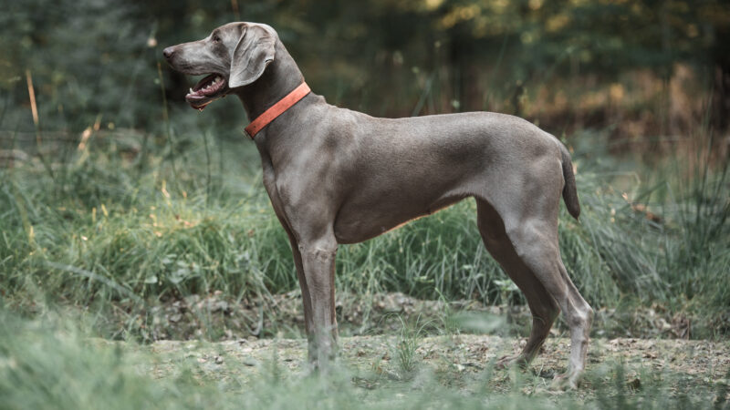 Felipa vom Feuerbach