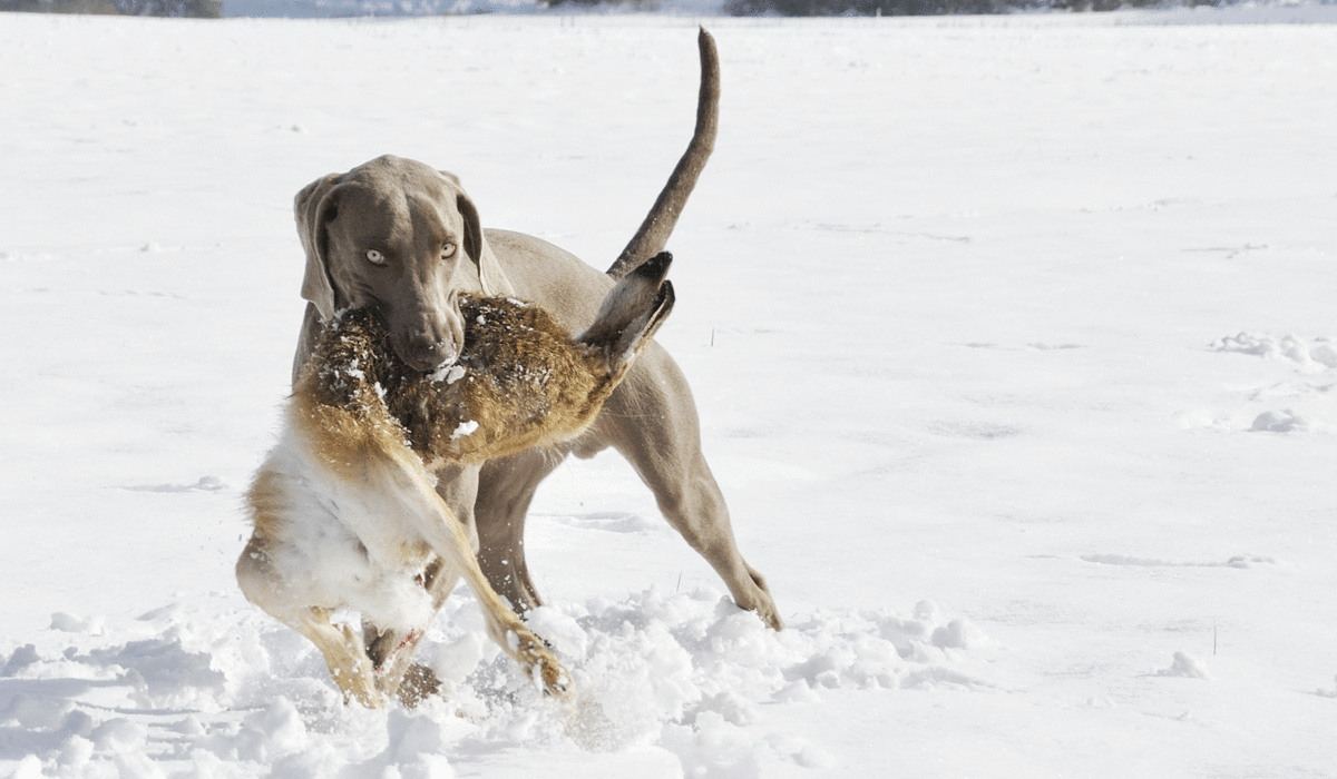 Pax vom Entenstrich Weimaraner Kurzhaar